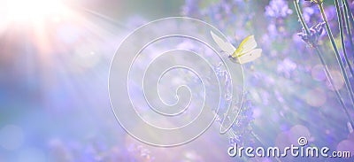 Abstract Spring or Summer floral background; beautiful lavender flower against evening sunny sky and fly butterfly; nature Stock Photo