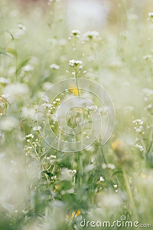 Abstract springtime grass background with shallow depth of field Stock Photo