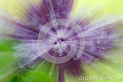 Abstract star blur with zooming effect of lilac flowers Stock Photo