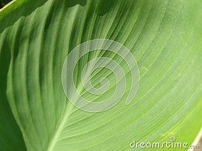 Abstract striped green natural background, Details of banana leaf or hosta. Vintage tone with soft focus. Plant leaf close-up Stock Photo