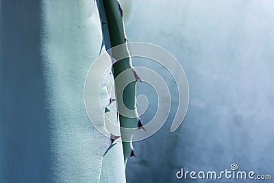 Abstract succulent agave plant closeup macro Stock Photo