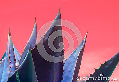 Abstract succulent agave plant closeup surrealistic red sky Stock Photo