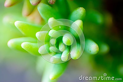 Abstract succulent plant macro Stock Photo