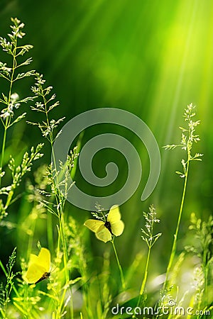 Abstract summer floral green nature background Stock Photo