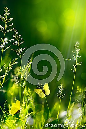 Abstract summer floral green nature background Stock Photo