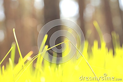 Abstract summer landscape with green grass on a forest background / blur of sharpness Stock Photo