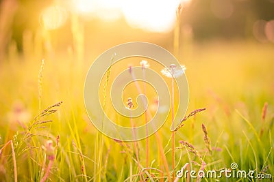 Abstract dandelion close-up on blurred bokeh background Stock Photo