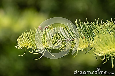 Abstract sunlit fir tree branch, using a shallow depth of field. Stock Photo