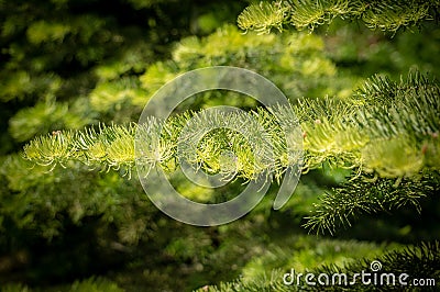 Abstract sunlit fir tree branch, using a shallow depth of field. Stock Photo