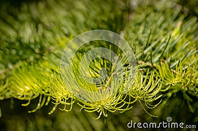 Abstract sunlit fir tree branch, using a shallow depth of field. Stock Photo