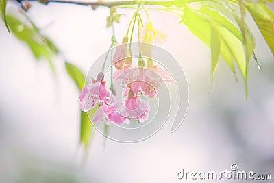 Abstract sweet cherry blossom Stock Photo