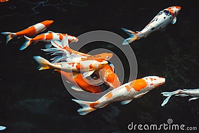 Abstract swimming Koi Carp Fishes Japanese Cyprinus carpio b Cartoon Illustration