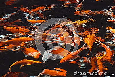 Abstract swimming Koi Carp Fishes Japanese Cyprinus carpio b Cartoon Illustration