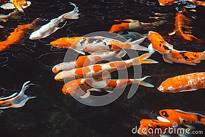 Abstract swimming Koi Carp Fishes Japanese Cyprinus carpio b Cartoon Illustration