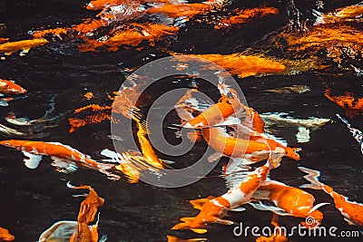 Abstract swimming Koi Carp Fishes Japanese Cyprinus carpio b Cartoon Illustration