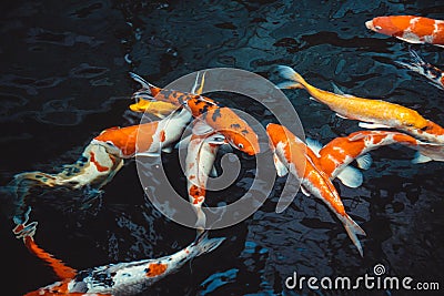 Abstract swimming Koi Carp Fishes Japanese Cyprinus carpio b Cartoon Illustration