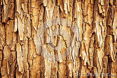 Abstract texture background. An abstract light brown background showing the texture of bark Stock Photo