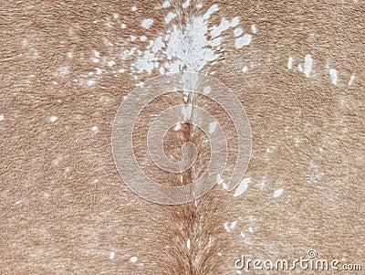 Abstract texture of brown cowhide as background Stock Photo