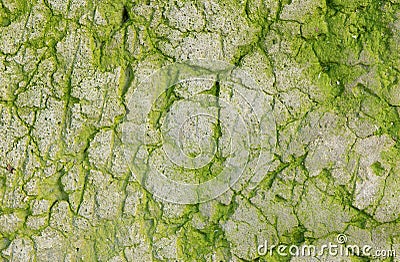 Abstract texture with cracks and green mold. Stock Photo