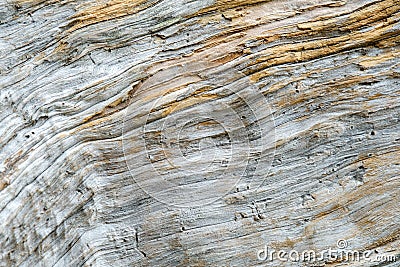 Abstract texture in macro view of driftwood Stock Photo