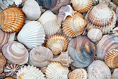 Abstract texture of shells Stock Photo