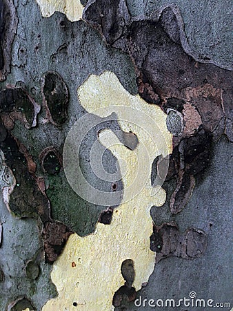 Abstract texture in a Platanus tree bark Stock Photo