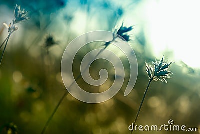 Abstract thistle Stock Photo