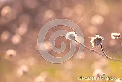 Abstract thistle flower Stock Photo