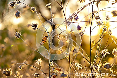 Abstract thistle flowers Stock Photo