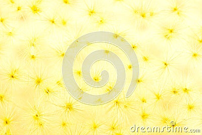 Abstract thistle seed background Stock Photo