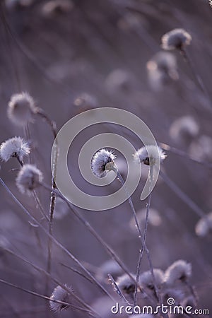 Abstract thistle Stock Photo