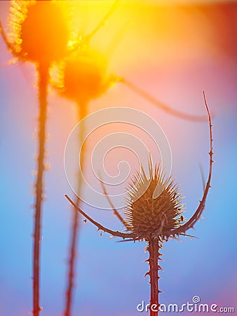 Abstract thistle Silhouette at sunset Stock Photo