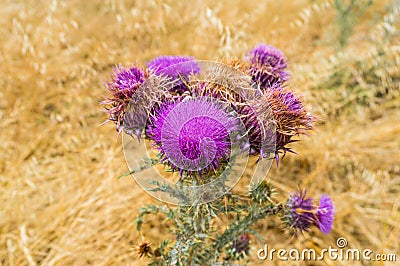 Abstract thistle wildflower floral background with blur background Stock Photo