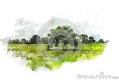 Abstract colorful tree and field landscape in Thailand on watercolor illustration painting background. Cartoon Illustration