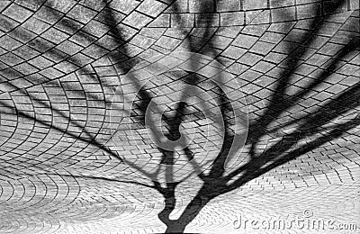 Abstract tree shadow Stock Photo