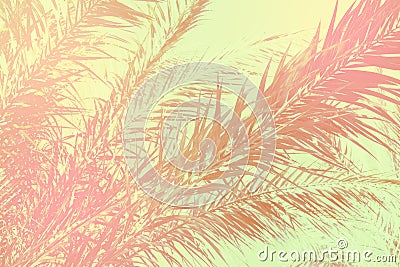 Abstract tropical nature background. Long palm tree leaves sky. Vintage pink gray green toned faded grungy texture. Funky style Stock Photo