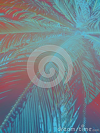 Abstract tropical nature background. Long palm tree leaves in vintage style with gradient teal turquoise pink tones. Funky style Stock Photo