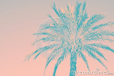 Abstract tropical nature background. Silhouette of palm tree vintage pink teal toned faded grungy effect. Funky style. Poster Stock Photo