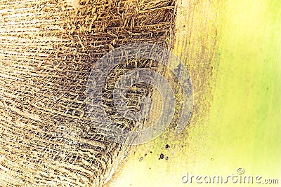 Abstract tropical palm tree texture background Stock Photo