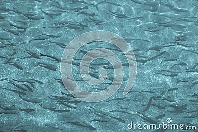 Abstract trout swimming blue tone Stock Photo