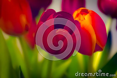 Abstract Tulips Red Soft Background spring Green Stems Stock Photo