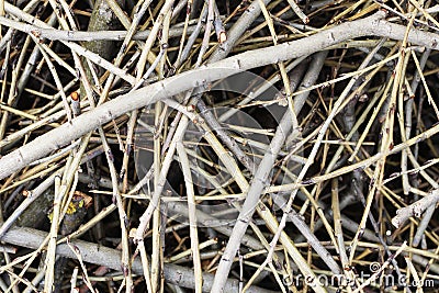 The abstract twig branch texture Stock Photo