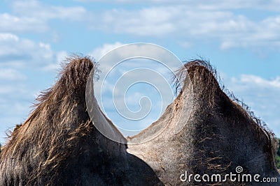 Two humps from a Camel against a blue sky with clouds Stock Photo