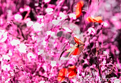 Abstract view of poppies Stock Photo