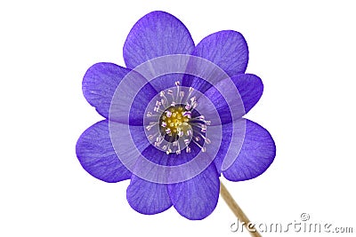 Abstract of the violet flower Stock Photo