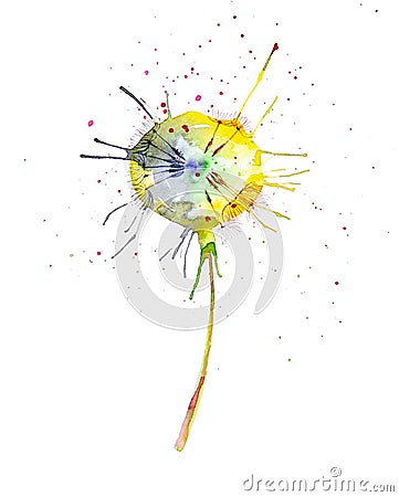 Abstract watercolor illustration of bright multicolor dandelions isolated on white background Cartoon Illustration