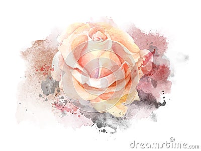 Abstract watercolor rose on white background. Watercolor painting illustration Vector Illustration