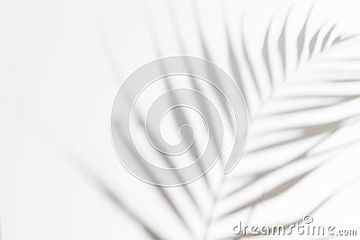 Abstract white clean background with shadow from palm or monstera leaves. Gray shadow photo overlay. Tropical tree Stock Photo