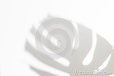 Abstract white clean background with shadow from palm or monstera leaves. Gray shadow photo overlay. Tropical tree Stock Photo