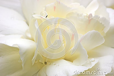 Abstract White Flower Petals Macro Stock Photo